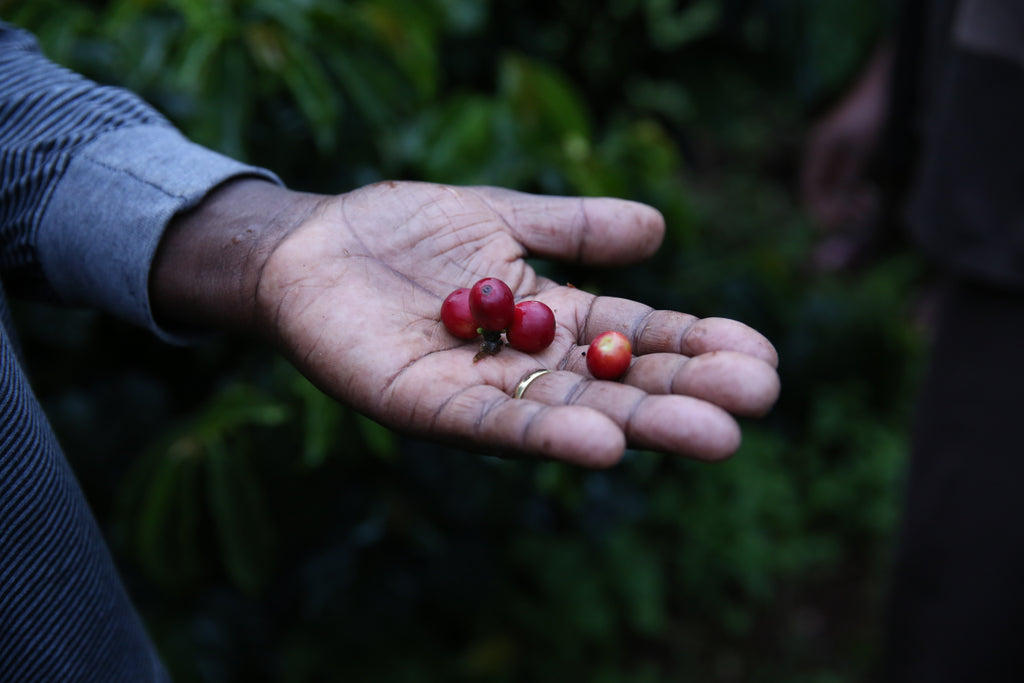 Dominic's PeaBerry
